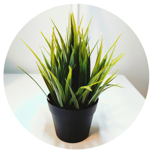 Spider Plant in Nursery Pot