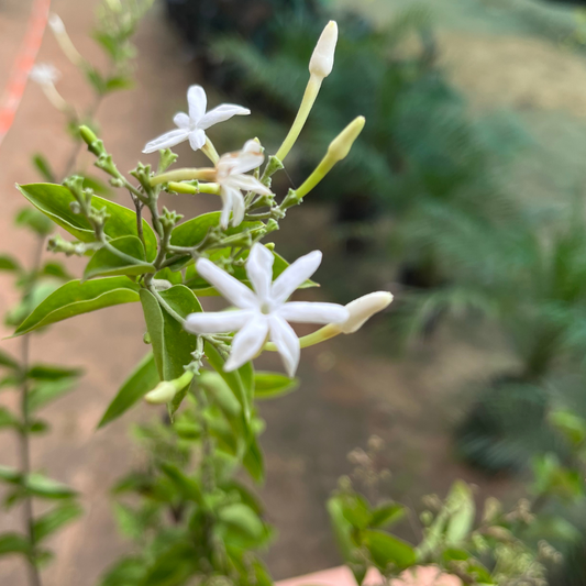 Fragrant Jasmine plant (Chameli) in 10 inch Nursery pot