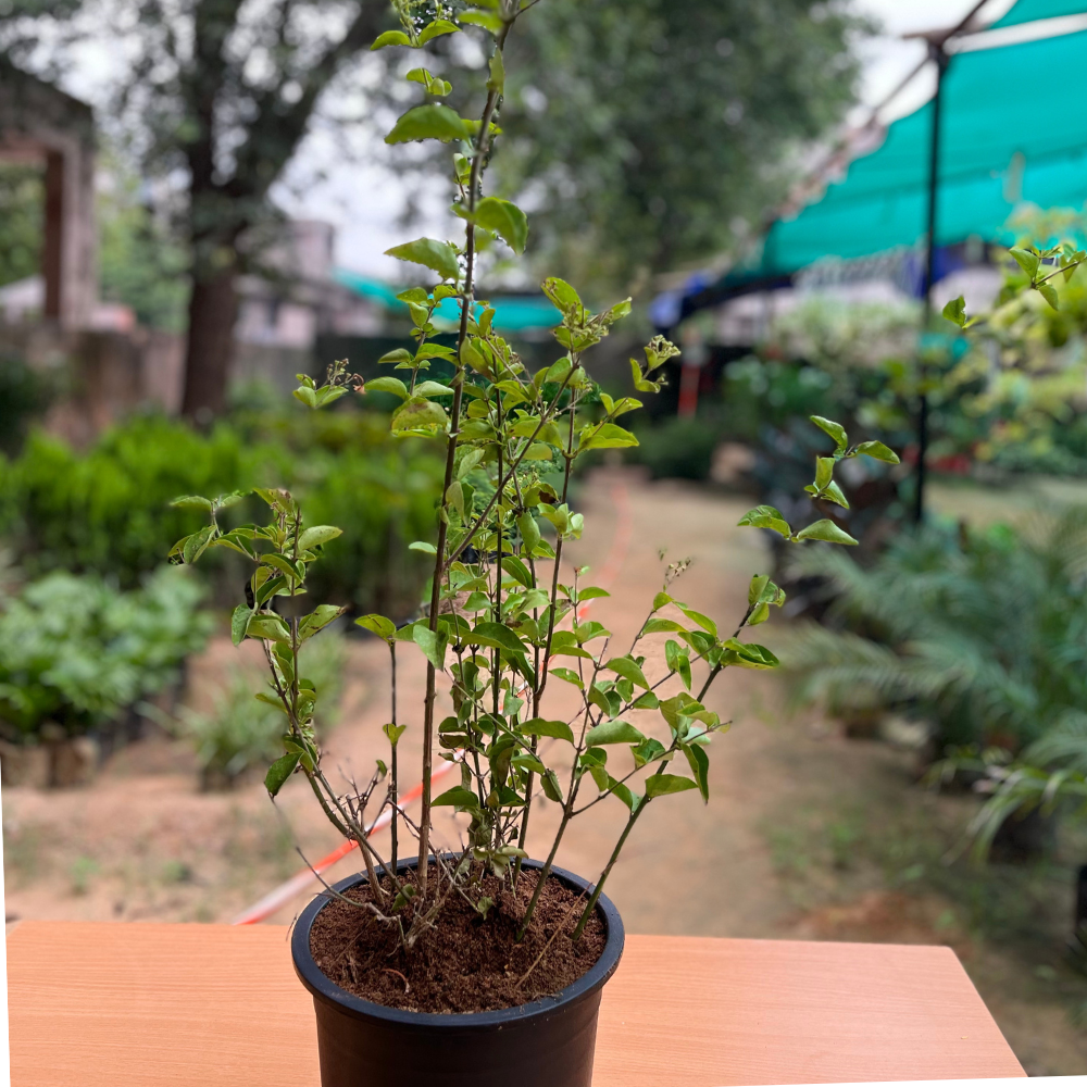 Fragrant Jasmine plant (Chameli) in 10 inch Nursery pot