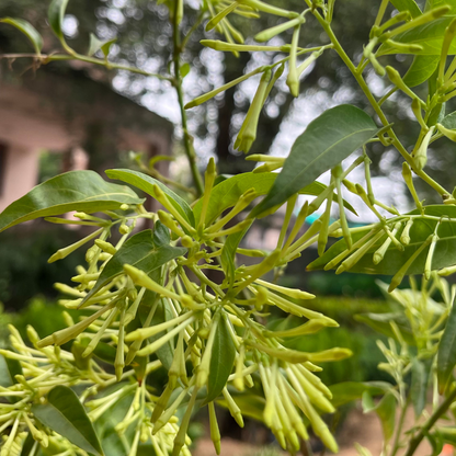 Enchanting Raat Ki Rani Plant in 6 inch Nursery Pot