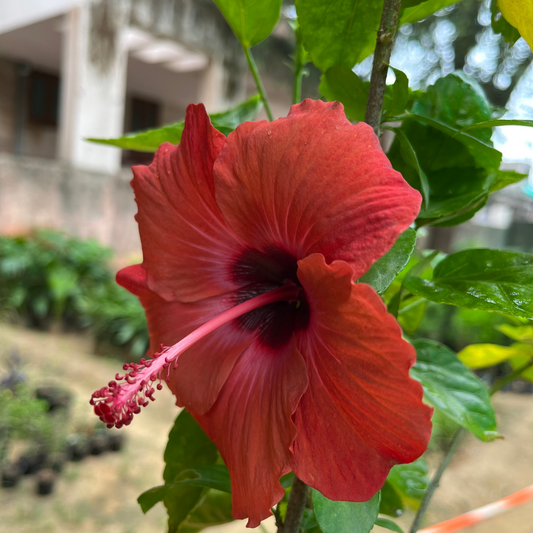 Vibrant Gudhal (Hibiscus Plant) Multicolor in 6 inch Nursery Pot