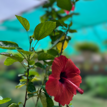 Vibrant Gudhal (Hibiscus Plant) Multicolor in 6 inch Nursery Pot