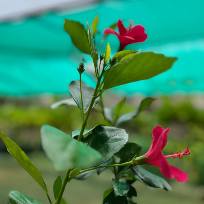 Vibrant Gudhal (Hibiscus Plant) Multicolor in 6 inch Nursery Pot