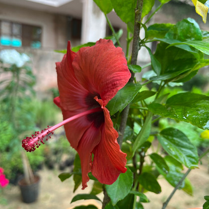 Vibrant Gudhal (Hibiscus Plant) Multicolor in 6 inch Nursery Pot