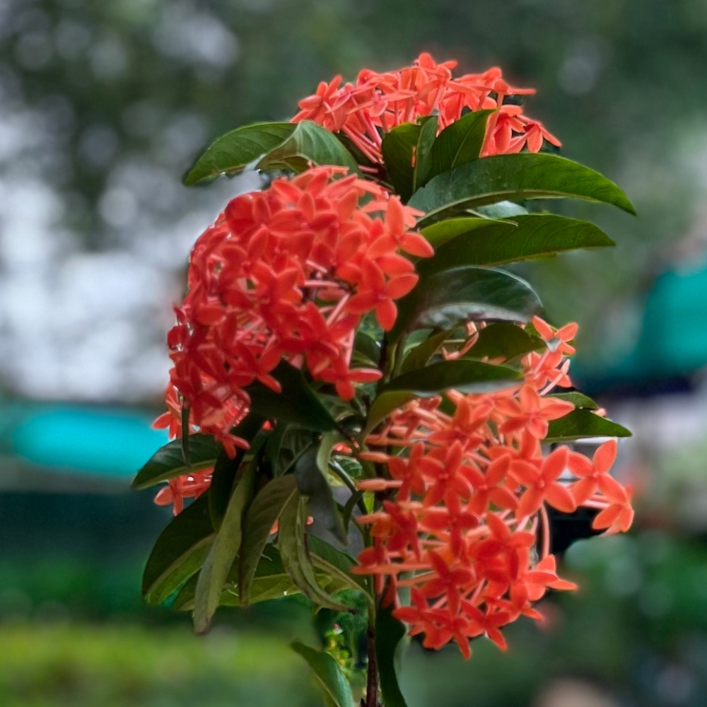 Flowery Ixora Multicolor Plant in 6 Inch Nursery pot