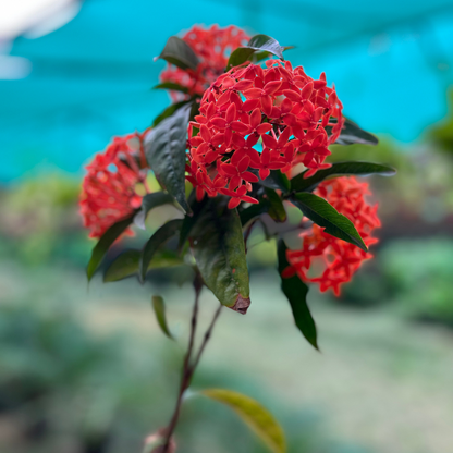 Flowery Ixora Multicolor Plant in 6 Inch Nursery pot