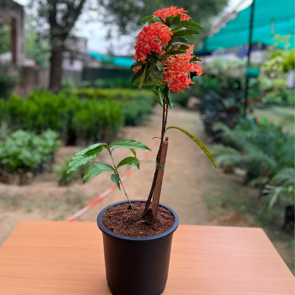 Flowery Ixora Multicolor Plant in 6 Inch Nursery pot