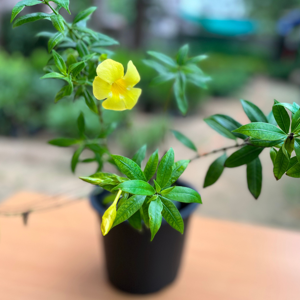 Captivating Almendadrop Multicolor Plant in 6 inch Nursery Pot