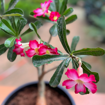 Adenium Plant (Desert Rose) in 12 inch Nursery Pot (Big Size)