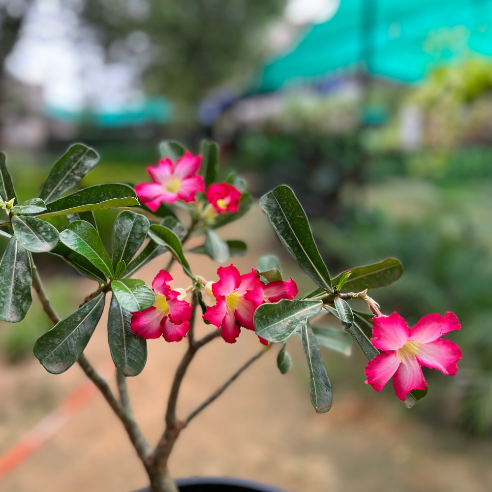 Adenium Plant (Desert Rose) in 12 inch Nursery Pot (Big Size)