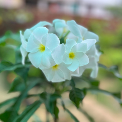 Nag Champa Flowering White Plant in Nursery Pot( Big Size)