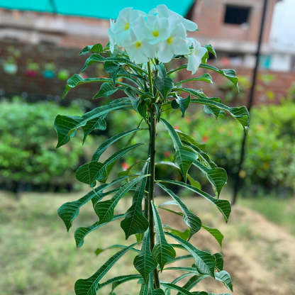 Nag Champa Flowering White Plant in Nursery Pot( Big Size)