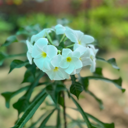 Nag Champa Flowering White Plant in Nursery Pot( Big Size)