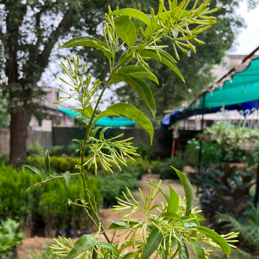 Enchanting Raat Ki Rani Plant in 6 inch Nursery Pot