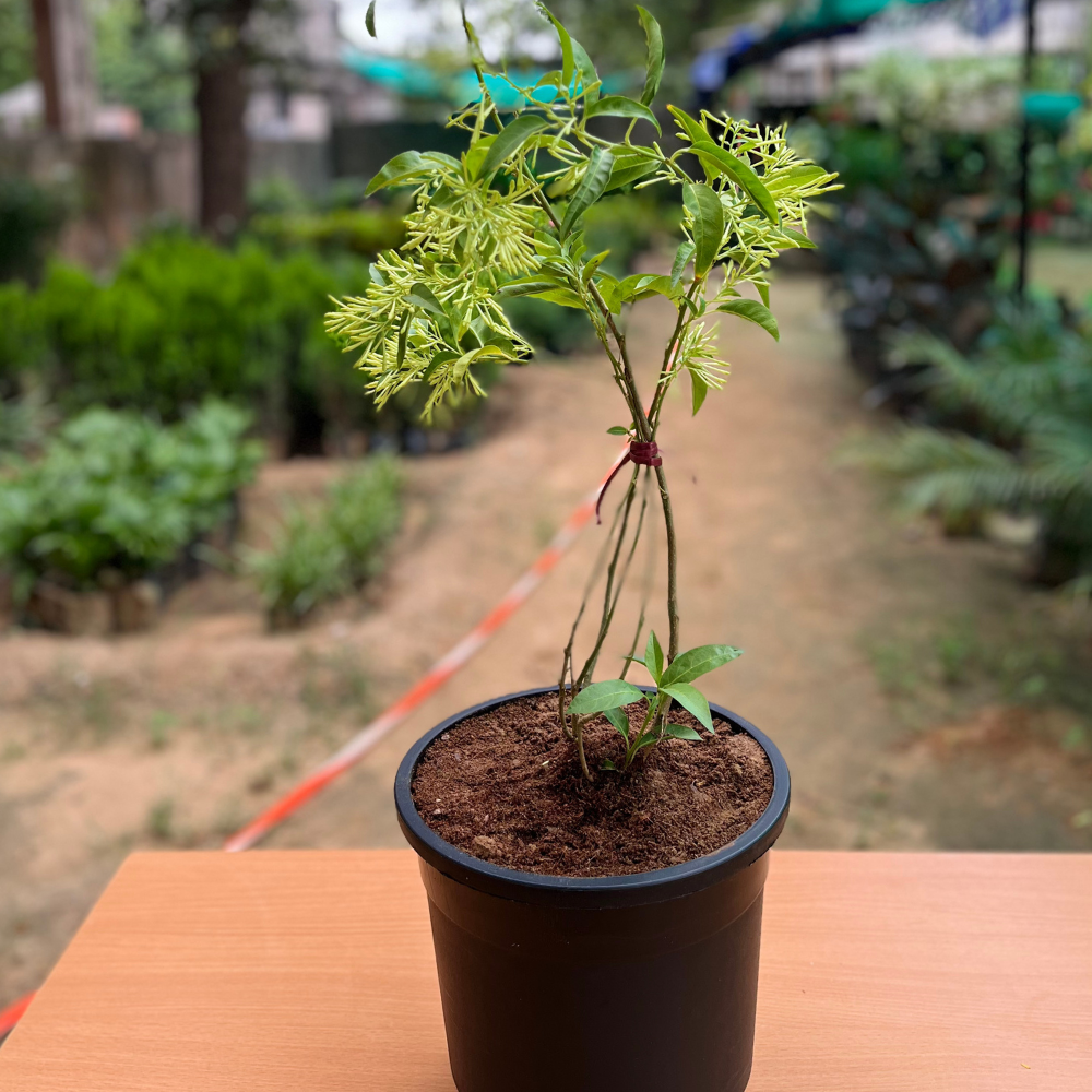 Enchanting Raat Ki Rani Plant in 6 inch Nursery Pot