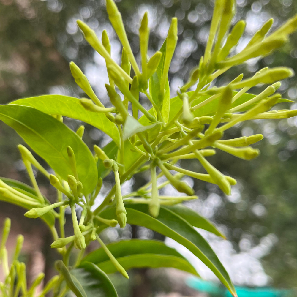 Enchanting Raat Ki Rani Plant in 6 inch Nursery Pot