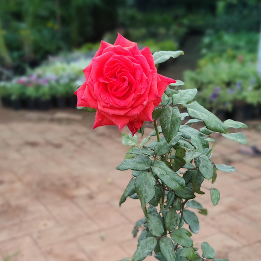 Roses Multicolor Plant