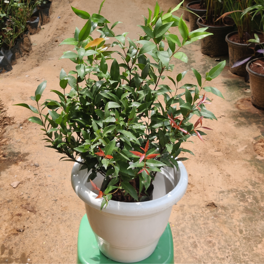 Chrsitina Plant in White Plastic Pot