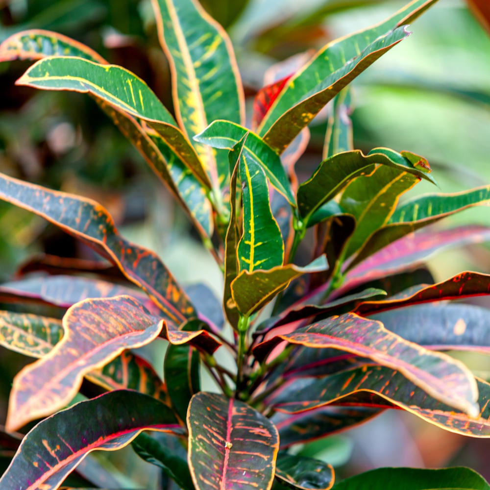 Croton Petra Plant in 8 inch Nursery Pot