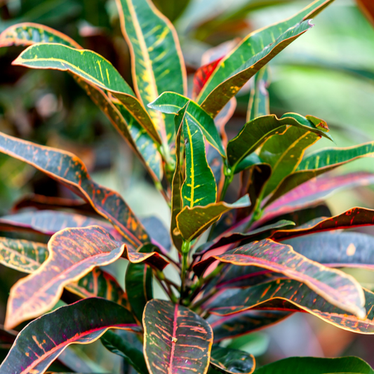 Croton Petra Plant in 8 inch Nursery Pot