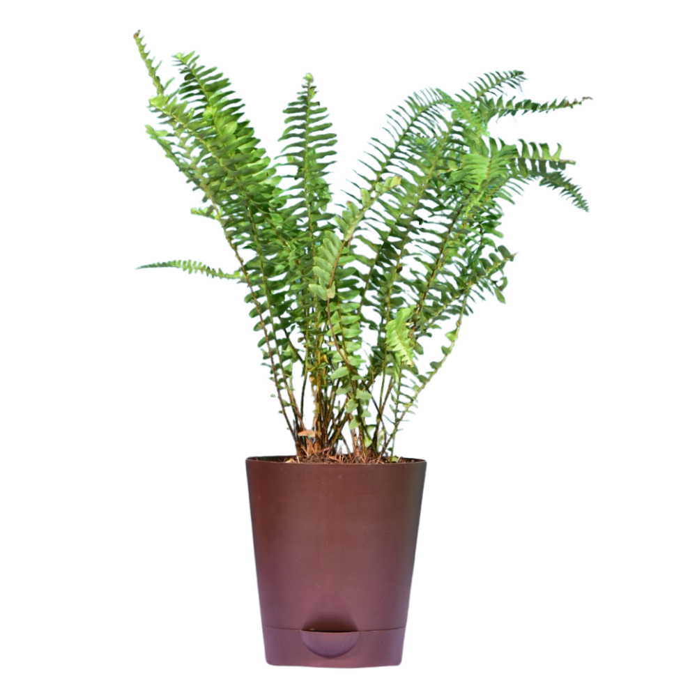 Fishtail Fern in Self Watering Pot