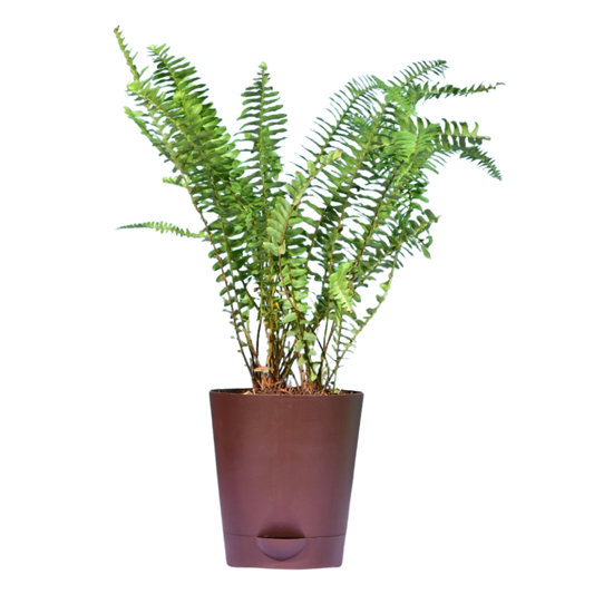 Fishtail Fern in Self Watering Pot