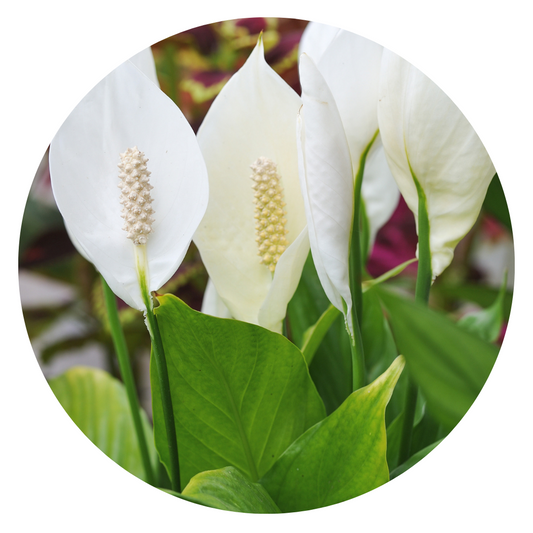 Peace Lily with Elegant White Flower