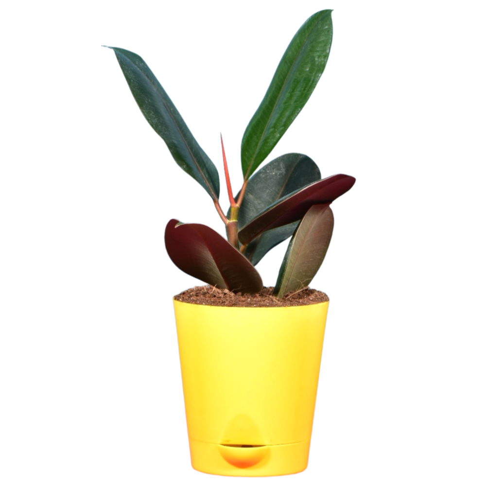 Rubber Plant in Self Watering Pot