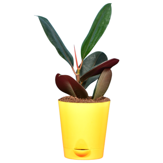 Rubber Plant in Self Watering Pot