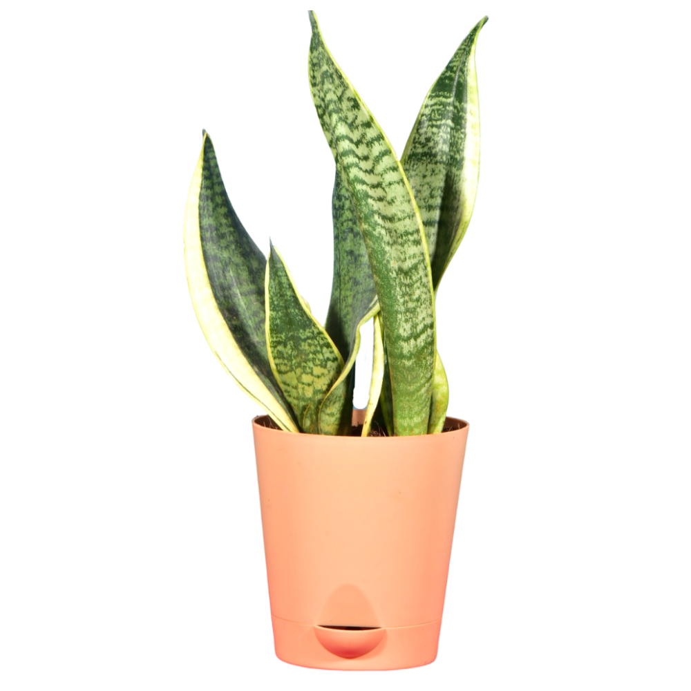 Snake Plant in Self Watering Pot