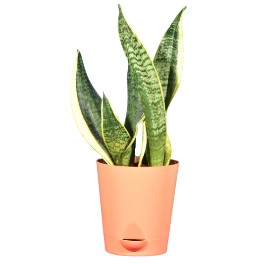 Snake Plant in Self Watering Pot