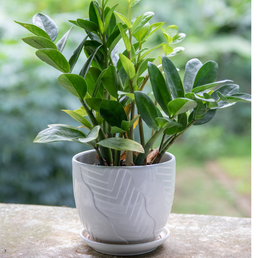 ZZ Plant in Classic Ceramic Pot